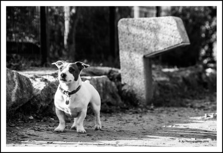Auriol